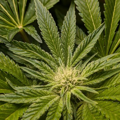 Kush Mintz  growlog timeline photo