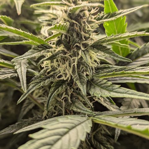 Purple Lemonade Autoflower  growlog timeline photo