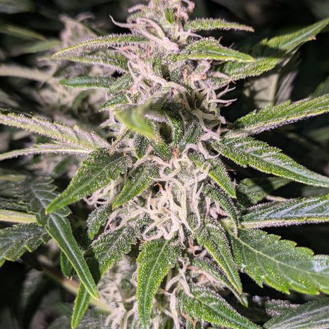 Purple Lemonade Autoflower  growlog timeline photo