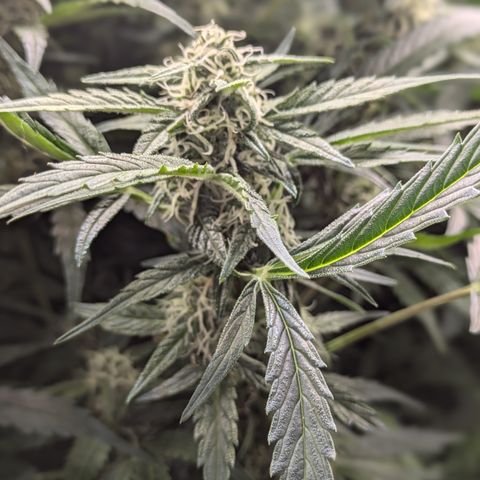 Purple Lemonade Autoflower  growlog timeline photo