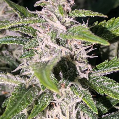 Purple Lemonade Autoflower  growlog timeline photo