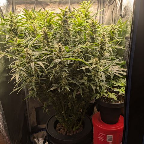 Purple Lemonade Autoflower  growlog timeline photo