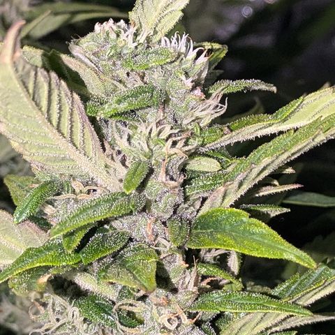 Purple Lemonade Autoflower  growlog timeline photo