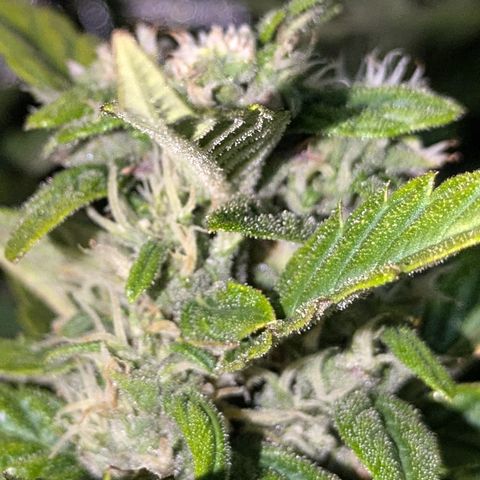Purple Lemonade Autoflower  growlog timeline photo
