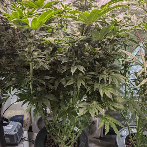 Kush Mintz  growlog timeline photo