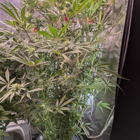 White runtz growlog timeline photo