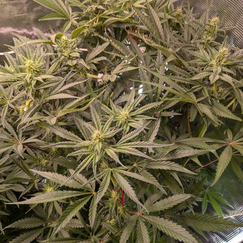 White runtz growlog timeline photo