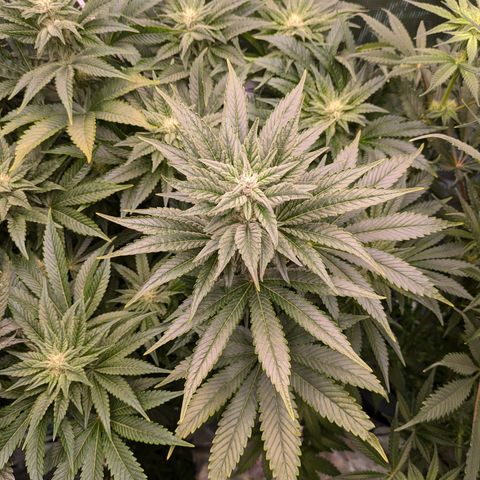 Kush Mintz  growlog timeline photo