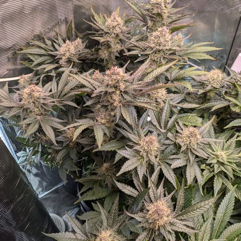 White Widow Hydro growlog timeline photo