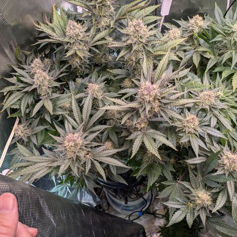 White Widow Hydro growlog timeline photo