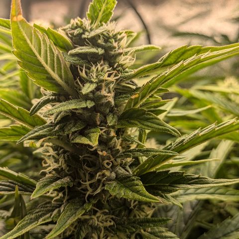 Purple Lemonade Autoflower  growlog timeline photo