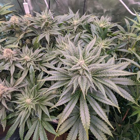 Kush Mintz  growlog timeline photo