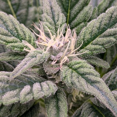 Kush Mintz  growlog timeline photo