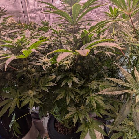 Kush Mintz  growlog timeline photo