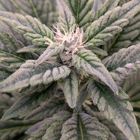 Kush Mintz  growlog timeline photo