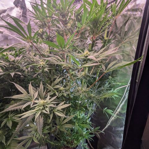 White runtz growlog timeline photo