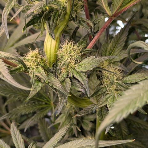 White runtz growlog timeline photo