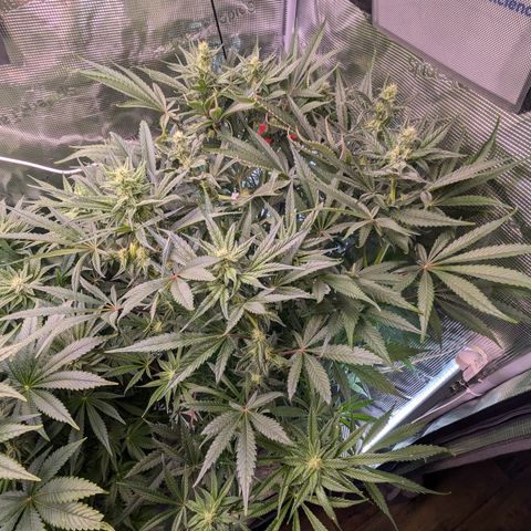 White runtz growlog timeline photo