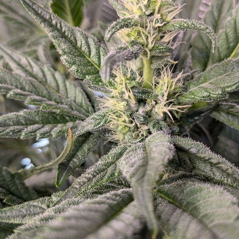White runtz growlog timeline photo