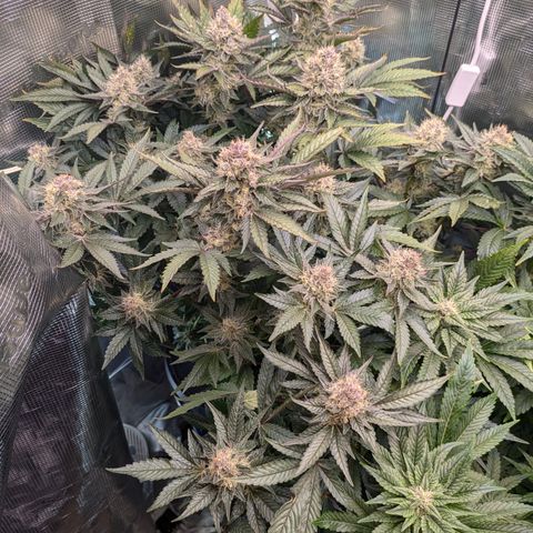 White Widow Hydro growlog timeline photo