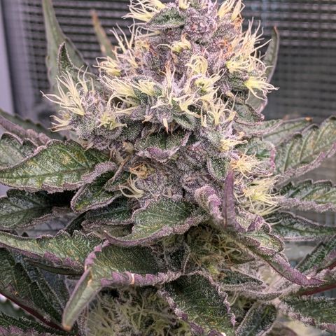 White Widow Hydro growlog timeline photo