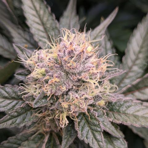 White Widow Hydro growlog timeline photo