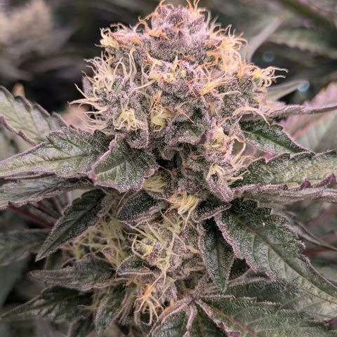 White Widow Hydro growlog timeline photo