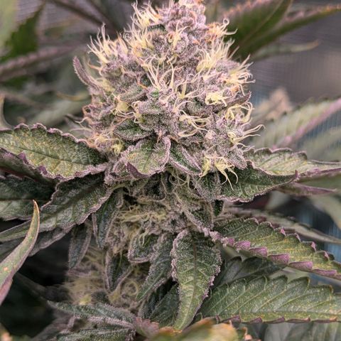 White Widow Hydro growlog timeline photo