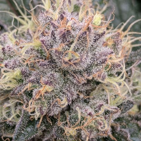 White Widow Hydro growlog timeline photo