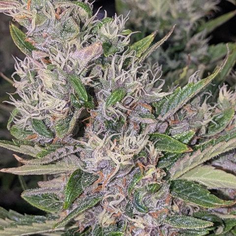 Purple Lemonade Autoflower  growlog timeline photo