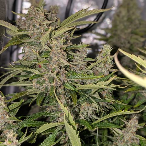 Purple Lemonade Autoflower  growlog timeline photo