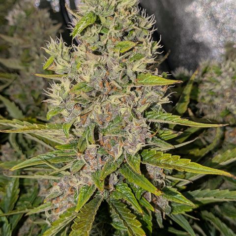 Purple Lemonade Autoflower  growlog timeline photo
