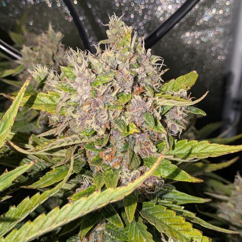 Purple Lemonade Autoflower  growlog timeline photo
