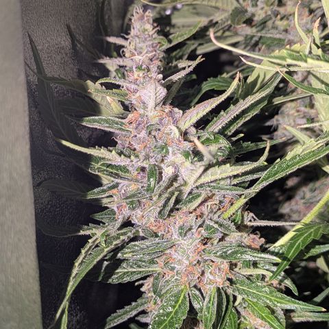 Purple Lemonade Autoflower  growlog timeline photo