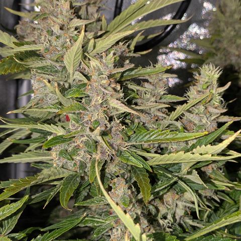 Purple Lemonade Autoflower  growlog timeline photo