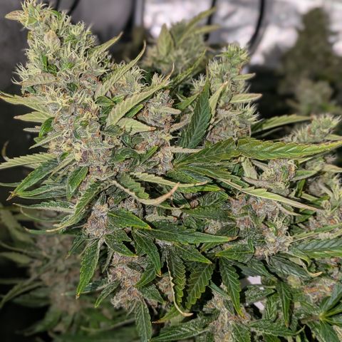 Purple Lemonade Autoflower  growlog timeline photo