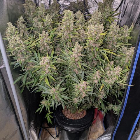 Purple Lemonade Autoflower  growlog timeline photo