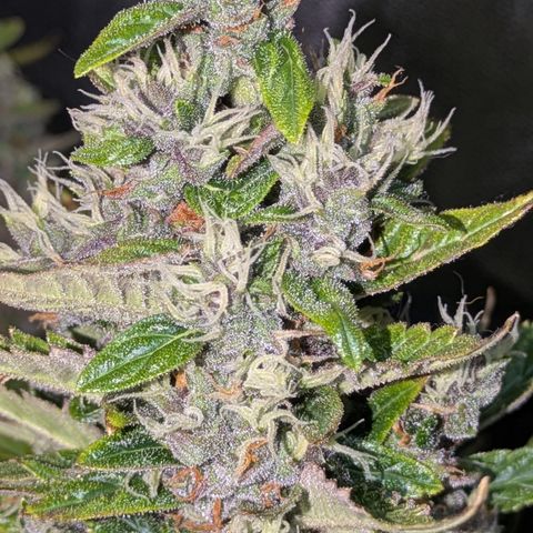 Purple Lemonade Autoflower  growlog timeline photo