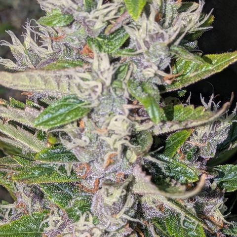 Purple Lemonade Autoflower  growlog timeline photo