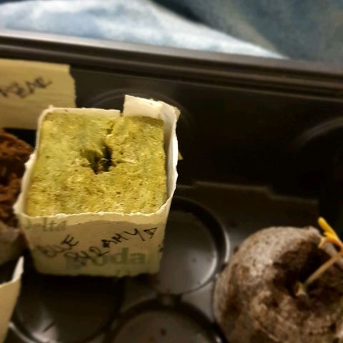 Honey Cream growlog photo: Germinacion

6 semillas en buen estado Germinadas 
Plaragon star
En coco y tela de roca
* Green Poison (fast version) tamie sianie
* Candy Cush (Fast Verdion)
* Swert Gelato Auto - Sweet seeds
* Honey Cream - Fast - Royal queen
* BLUE AUTO - dyamond pyramid
* Mazar - Auto - Dutch Passion

Closet luz la mas baja