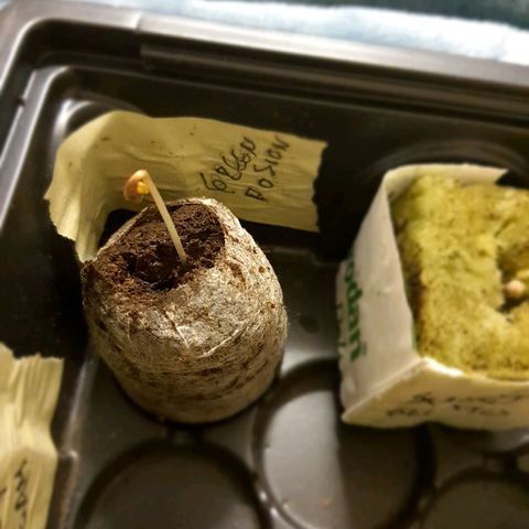 Honey Cream growlog photo: Germinacion

6 semillas en buen estado Germinadas 
Plaragon star
En coco y tela de roca
* Green Poison (fast version) tamie sianie
* Candy Cush (Fast Verdion)
* Swert Gelato Auto - Sweet seeds
* Honey Cream - Fast - Royal queen
* BLUE AUTO - dyamond pyramid
* Mazar - Auto - Dutch Passion

Closet luz la mas baja