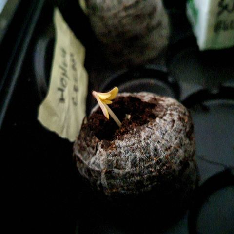Honey Cream growlog photo: Germinacion

6 semillas en buen estado Germinadas 
Plaragon star
En coco y tela de roca
* Green Poison (fast version) tamie sianie
* Candy Cush (Fast Verdion)
* Swert Gelato Auto - Sweet seeds
* Honey Cream - Fast - Royal queen
* BLUE AUTO - dyamond pyramid
* Mazar - Auto - Dutch Passion

Closet luz la mas baja