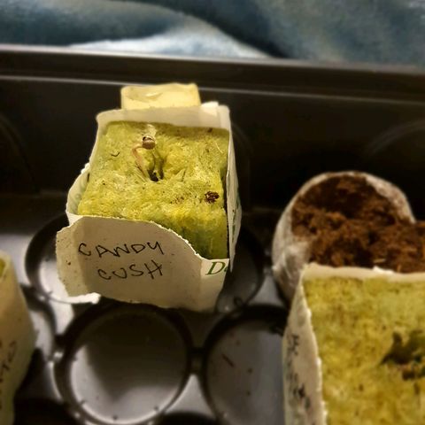 Honey Cream growlog photo: Germinacion

6 semillas en buen estado Germinadas 
Plaragon star
En coco y tela de roca
* Green Poison (fast version) tamie sianie
* Candy Cush (Fast Verdion)
* Swert Gelato Auto - Sweet seeds
* Honey Cream - Fast - Royal queen
* BLUE AUTO - dyamond pyramid
* Mazar - Auto - Dutch Passion

Closet luz la mas baja