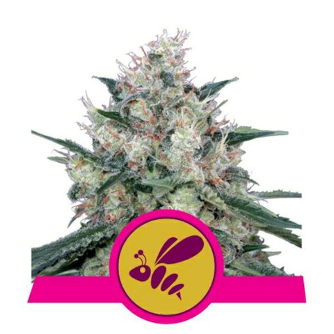Honey Cream growlog timeline photo