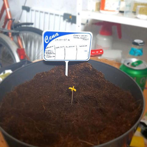 Honey Cream growlog photo: Se cambio a maceta definitiva se empezó con luz baja por 18 horas.
