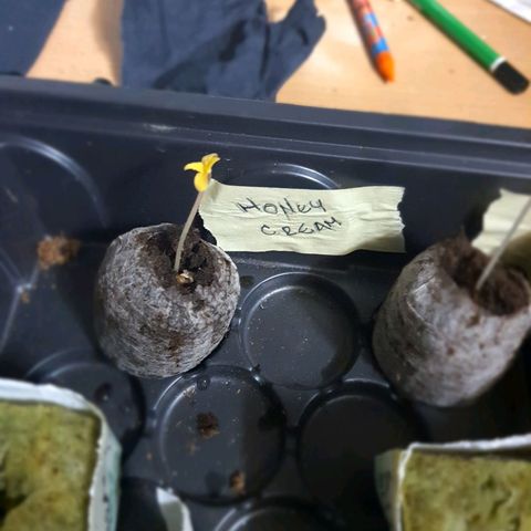 Honey Cream growlog photo: Se cambio a maceta definitiva se empezó con luz baja por 18 horas.