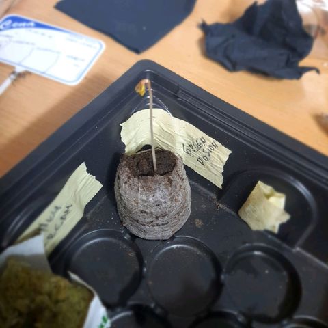 Green Poison F1 growlog photo: Se cambio a maceta definitiva se empezó con luz baja por 18 horas.
