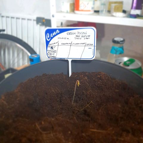 Green Poison F1 growlog photo: Se cambio a maceta definitiva se empezó con luz baja por 18 horas.