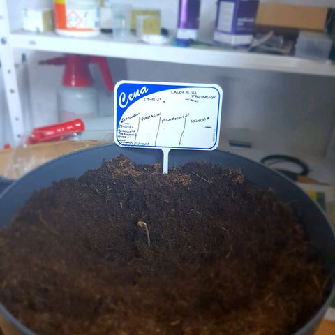Candy kush growlog photo: Se cambio a maceta definitiva.
Se empezó con luz baja por 18 horas.
Sustrato humedecido con
Plagron star