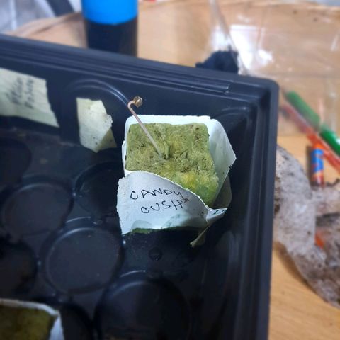 Candy kush growlog photo: Se cambio a maceta definitiva.
Se empezó con luz baja por 18 horas.
Sustrato humedecido con
Plagron star